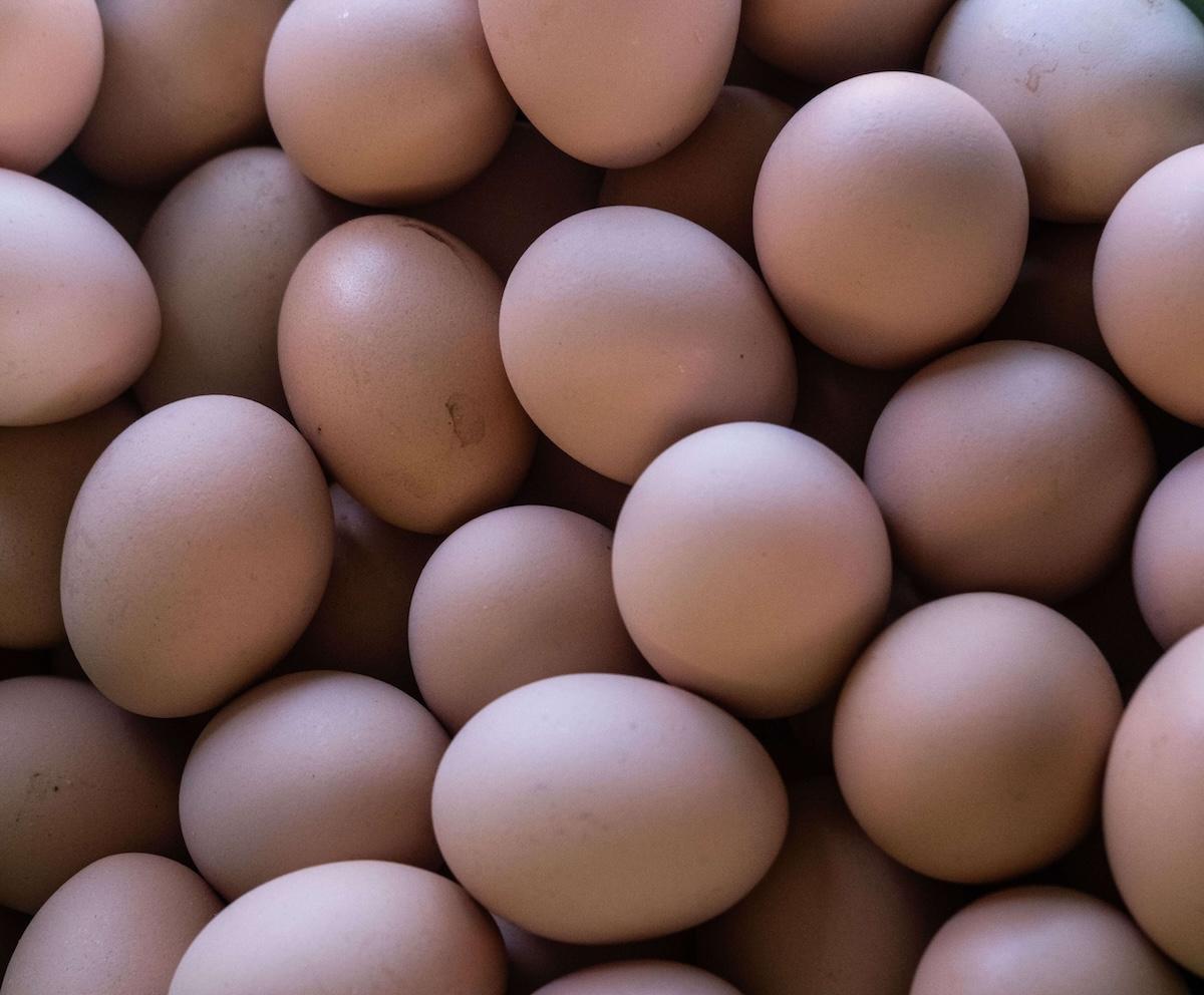 oeufs contaminés à la salmonelle
