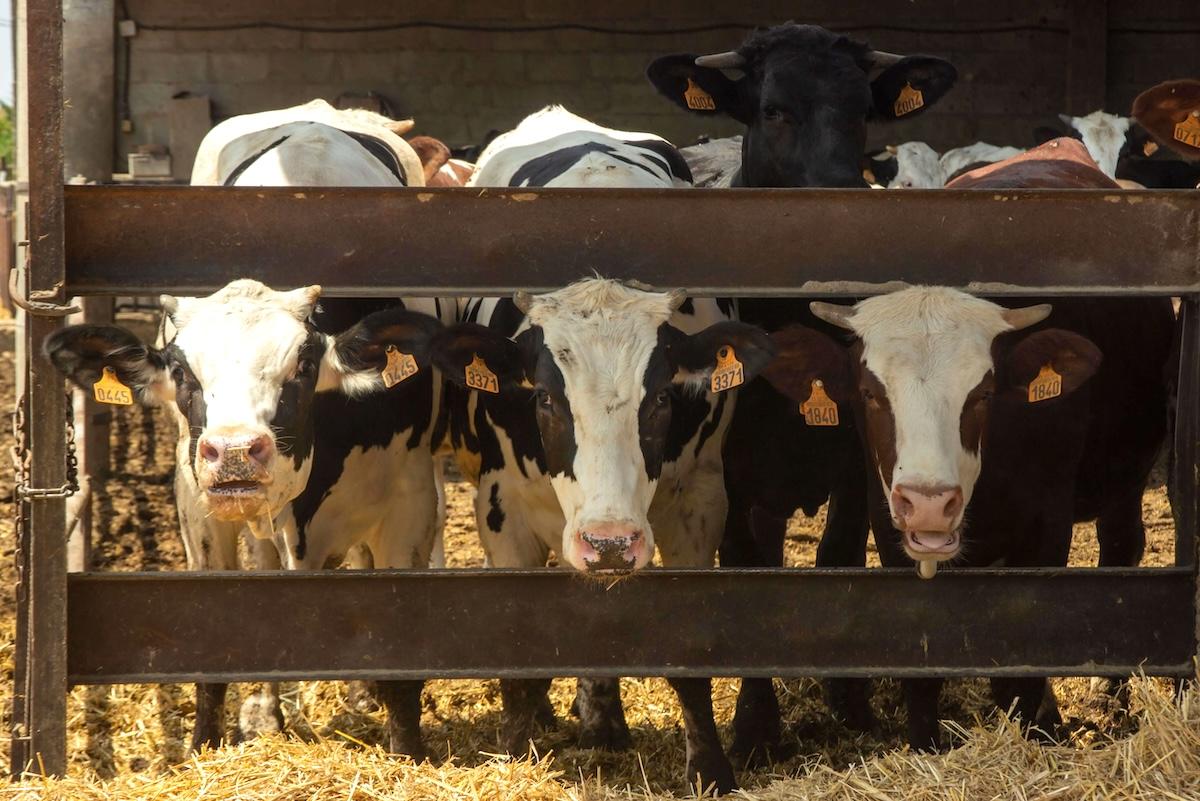 Vaches laitières dans une exploitation bovine de la province de Gérone, en Catalogne, où le virus Shamonda a été détecté dans plusieurs élevages.
