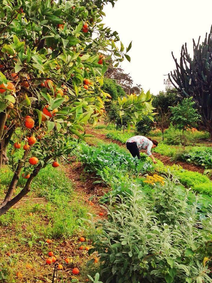 Farm to Table, Ginat Okhel, activité Famille, Tel Aviv