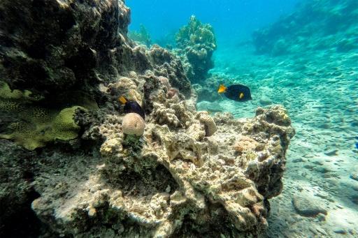 les coraux mer rouge