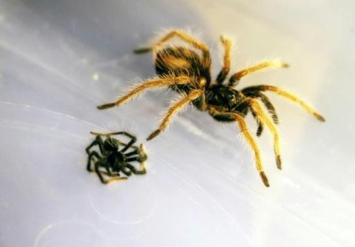 deux tarentules