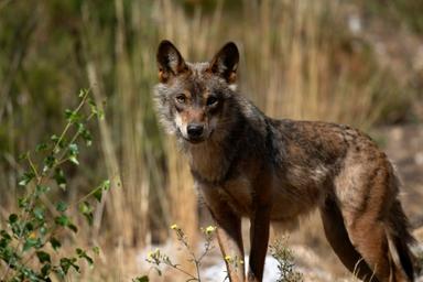 Un loup en Espagne