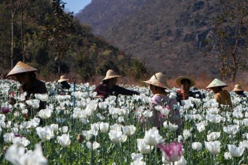 Des champs d'opium en Birmanie