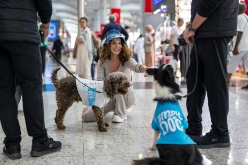 chiens à l'aéroport d'Istanbul