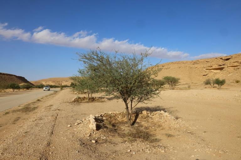 COP16: la conférence de l