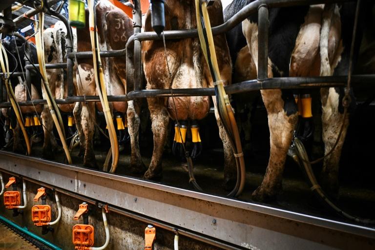 Dans les fermes anglaises, la colère ne faiblit pas contre le gouvernement travailliste