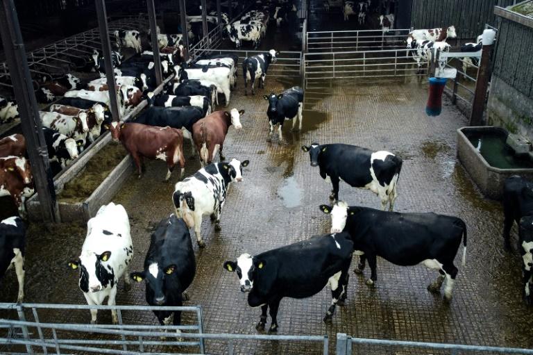 Dans les fermes anglaises, la colère ne faiblit pas contre le gouvernement travailliste