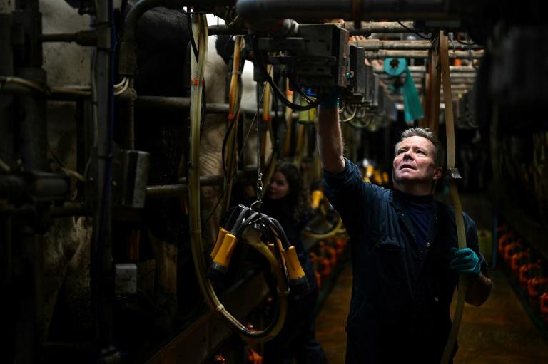 Dans les fermes anglaises, la colère ne faiblit pas contre le gouvernement travailliste