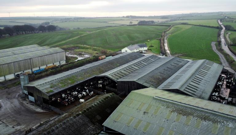 Dans les fermes anglaises, la colère ne faiblit pas contre le gouvernement travailliste