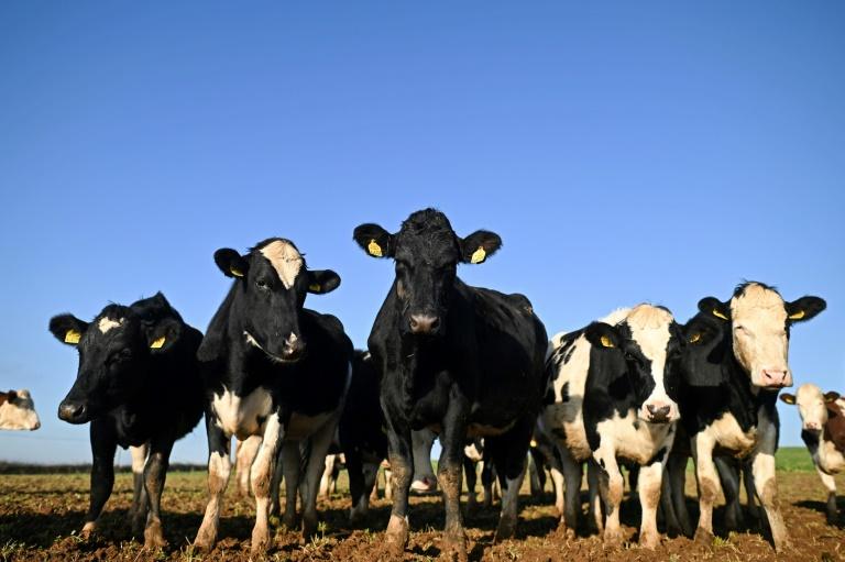 Dans les fermes anglaises, la colère ne faiblit pas contre le gouvernement travailliste