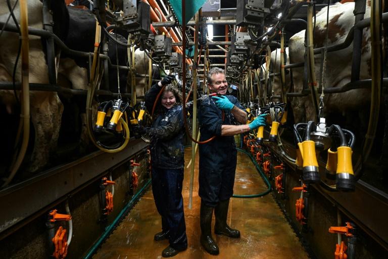 Dans les fermes anglaises, la colère ne faiblit pas contre le gouvernement travailliste