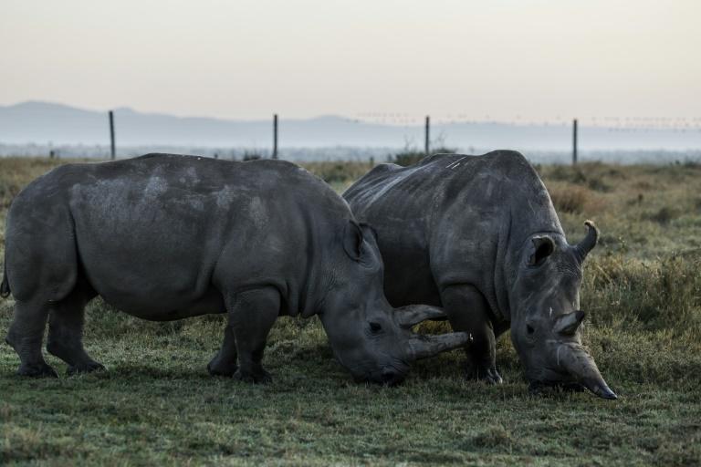 Seules au monde : Najin et Fatu, dernières représentantes des rhinocéros blancs du Nord