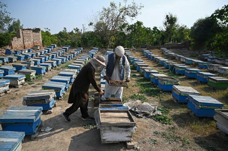Au Pakistan, finie la lune de miel: le changement climatique tue fleurs et abeilles