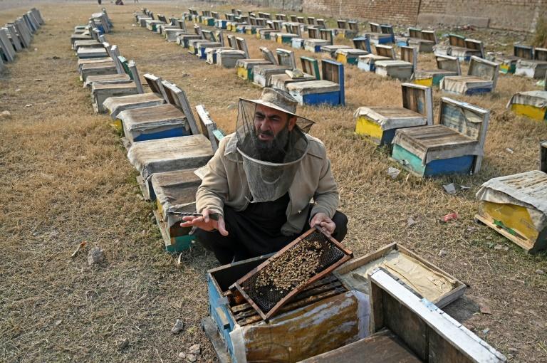Au Pakistan, finie la lune de miel: le changement climatique tue fleurs et abeilles