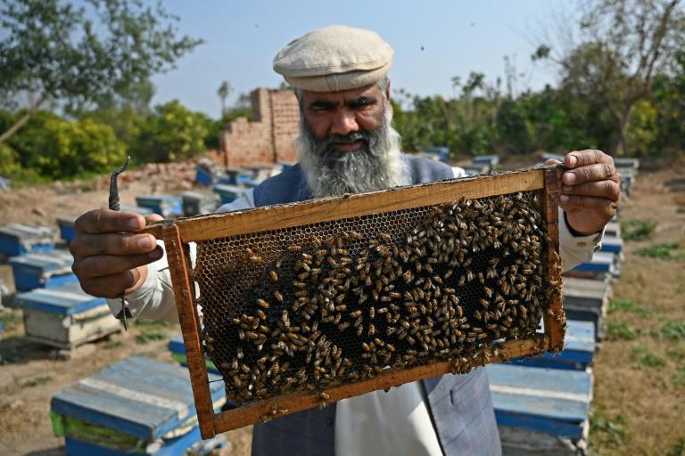 Au Pakistan, finie la lune de miel: le changement climatique tue fleurs et abeilles