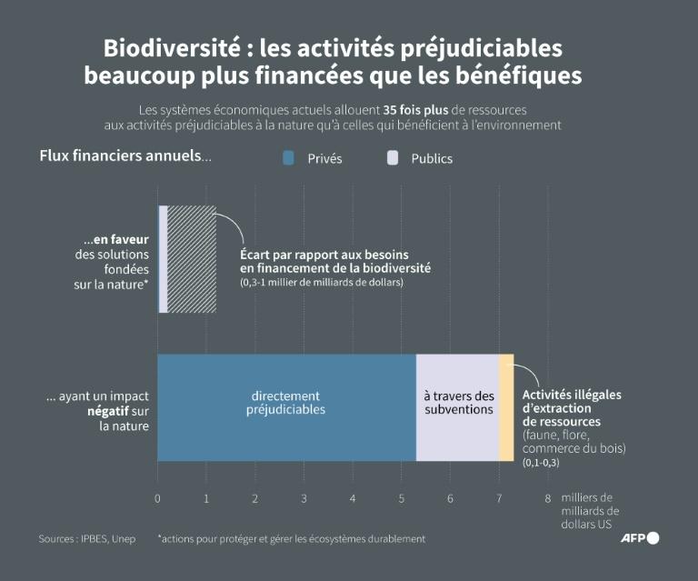 COP16 biodiversité: sprint final à Rome pour un accord sur la finance pour la nature