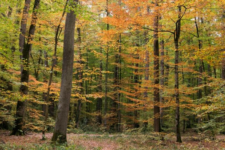 Sauver le chêne, roi des forêts françaises: une mission et un testament