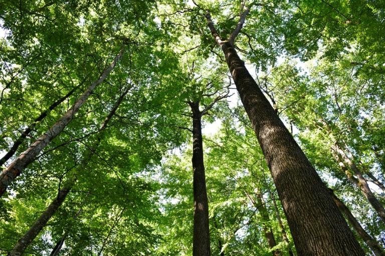Sauver le chêne, roi des forêts françaises: une mission et un testament