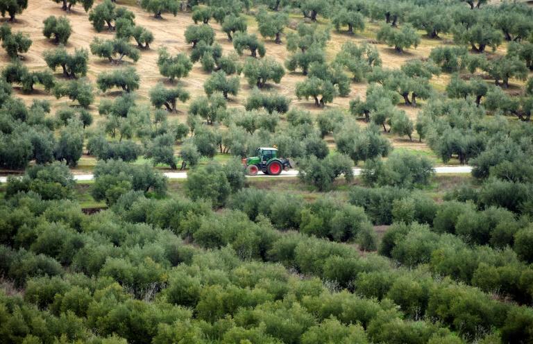 En Espagne, un village veut sauver ses oliviers face à l'essor du photovoltaïque