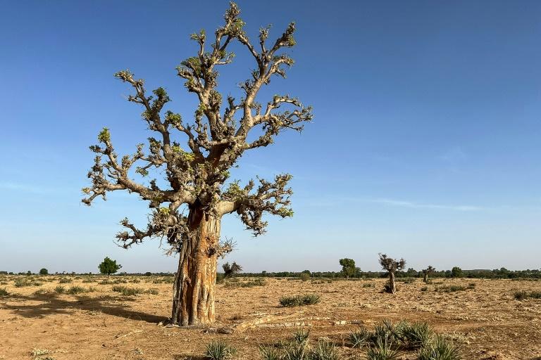 "Les oiseaux ne viennent plus": le nord du Nigeria face à la perte de biodiversité
