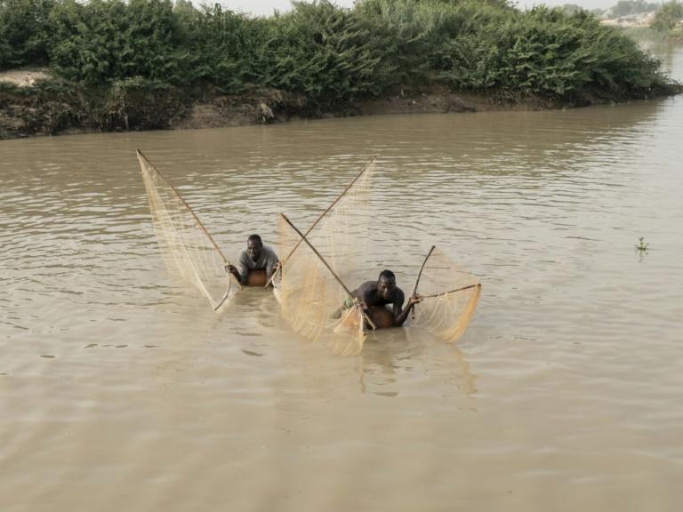 "Les oiseaux ne viennent plus": le nord du Nigeria face à la perte de biodiversité