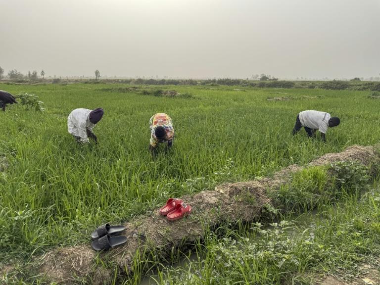 "Les oiseaux ne viennent plus": le nord du Nigeria face à la perte de biodiversité