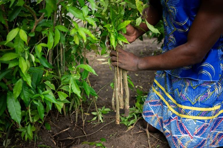 L'iboga, plante sacrée au Gabon et remède ancestral convoité