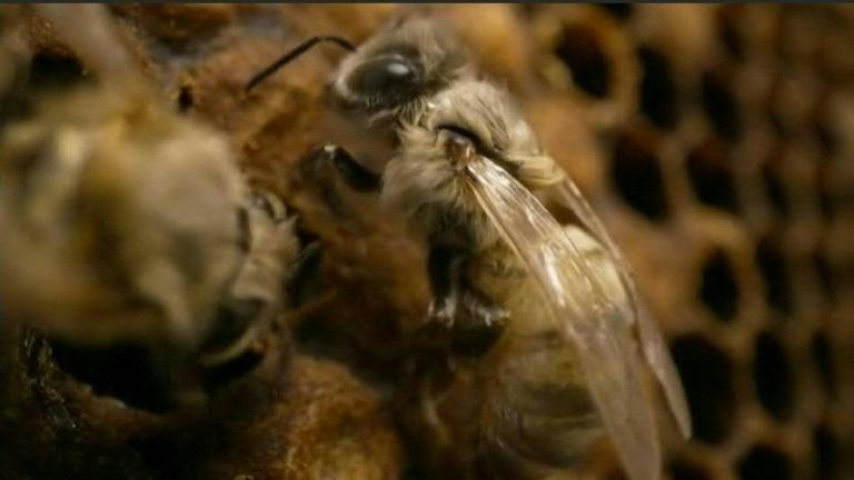 Assemblée: la réintroduction de néonicotinoïdes joue son match retour en commission