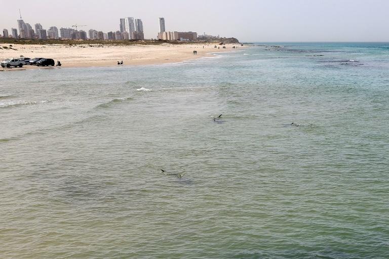 Sur une plage en Israël, le face-à-face dangereux entre requins et humains