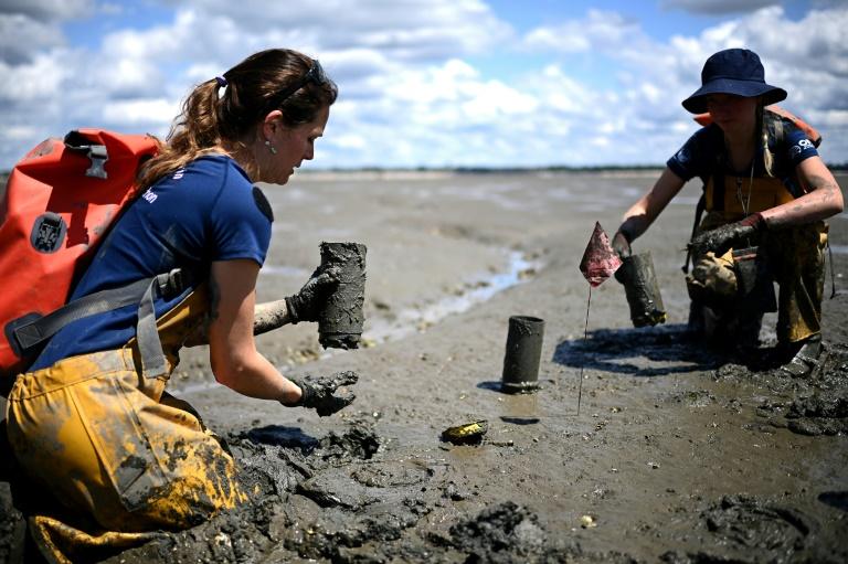 Sur le bassin d'Arcachon, la délicate préservation d'une plante "refuge de la biodiversité"
