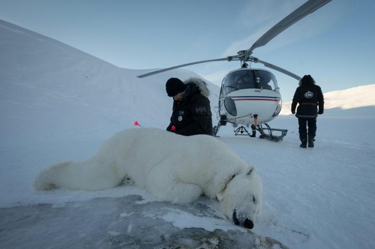 Dans l'Arctique, une expédition norvégienne réalise des biopsies sur des ours polaires