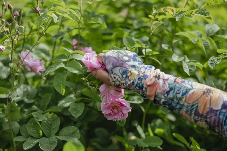 A Grasse, la Centifolia, l'or rose des parfums de luxe