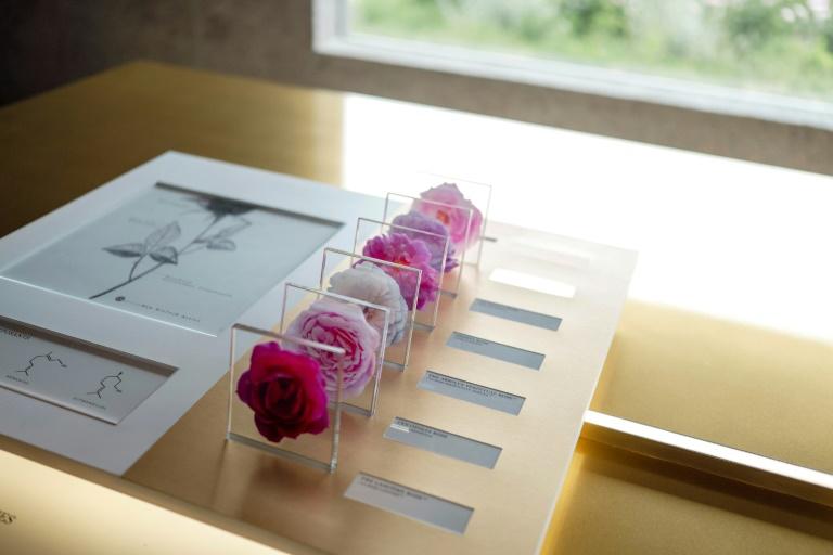 A Grasse, la Centifolia, l