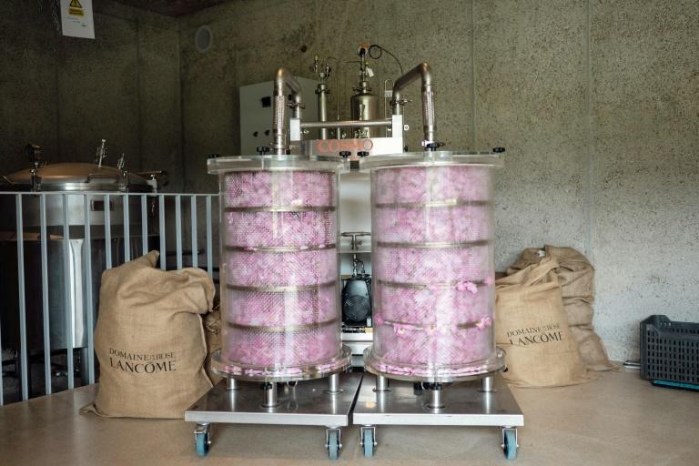 A Grasse, la Centifolia, l