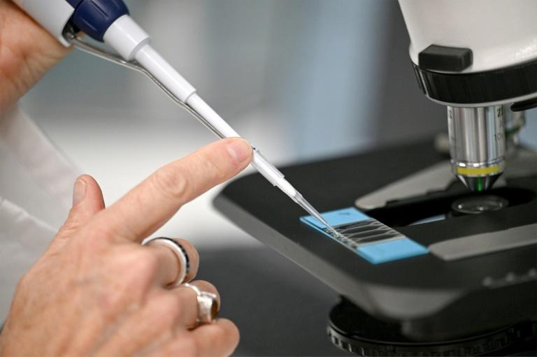 En Australie, des gamètes cryogénisées pour sauver la Grande Barrière de corail