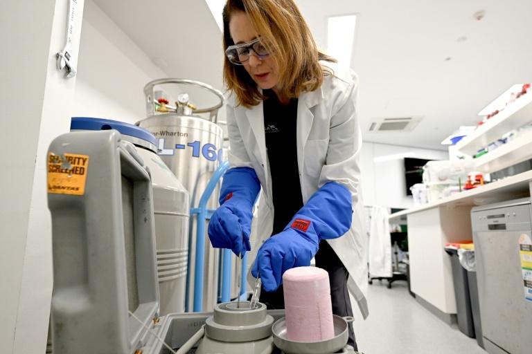 En Australie, des gamètes cryogénisées pour sauver la Grande Barrière de corail