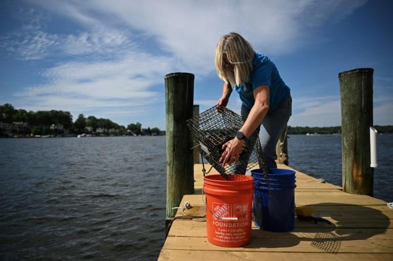 Aux Etats-Unis, des volontaires élèvent des huîtres pour nettoyer les mers