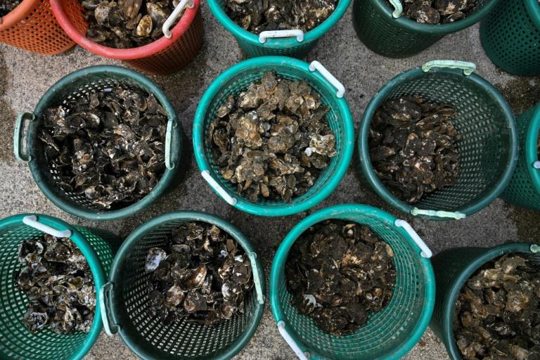 Aux Etats-Unis, des volontaires élèvent des huîtres pour nettoyer les mers