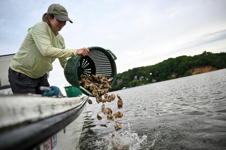 Aux Etats-Unis, des volontaires élèvent des huîtres pour nettoyer les mers