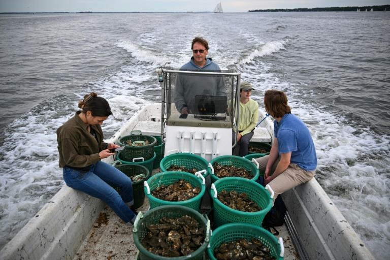 Aux Etats-Unis, des volontaires élèvent des huîtres pour nettoyer les mers