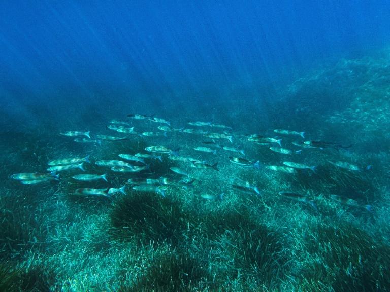 Argent, grands fonds et parcs marins: les enjeux du sommet de Nice