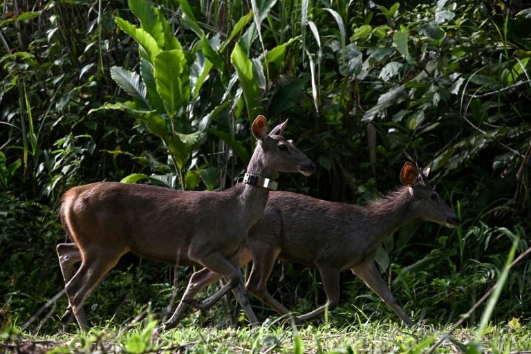 En Thaïlande, des proies lâchées dans la jungle pour sauver les tigres