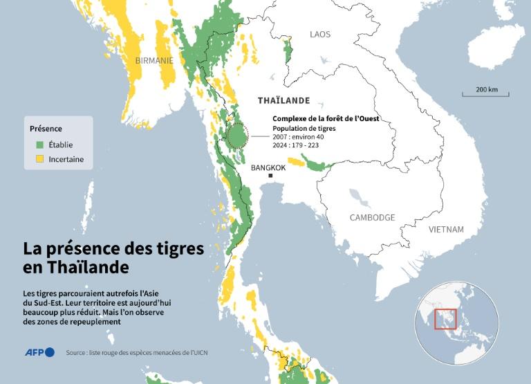 En Thaïlande, des proies lâchées dans la jungle pour sauver les tigres