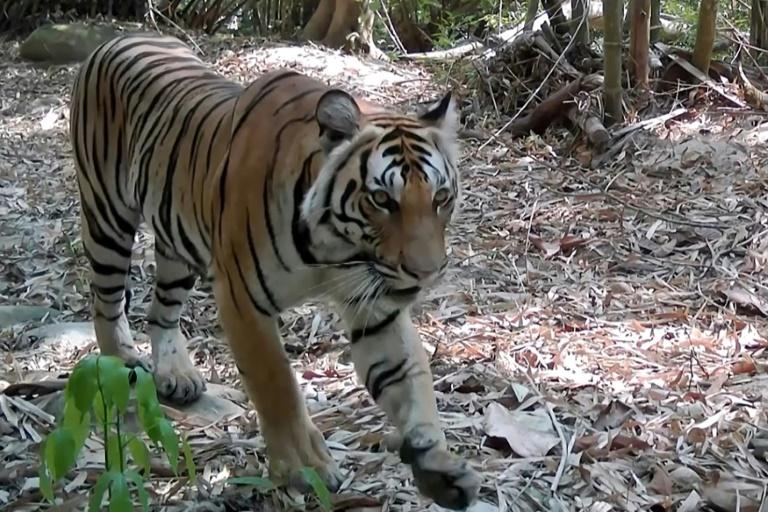 En Thaïlande, des proies lâchées dans la jungle pour sauver les tigres
