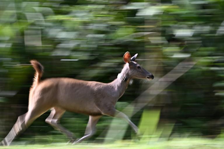 En Thaïlande, des proies lâchées dans la jungle pour sauver les tigres