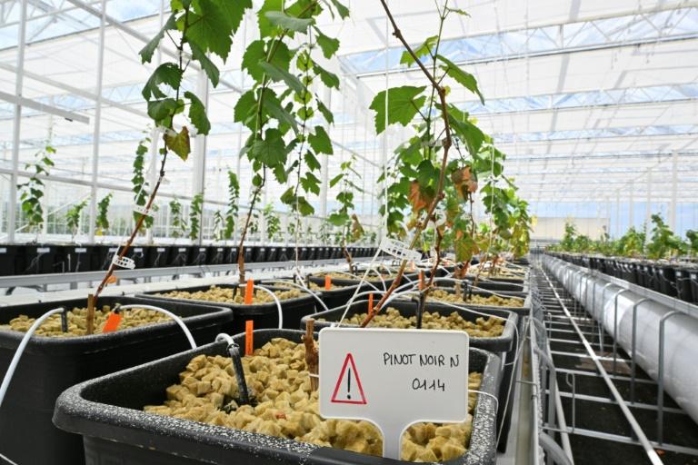 En Champagne, une serre "coffre-fort" pour protéger la racine des vignes du changement climatique