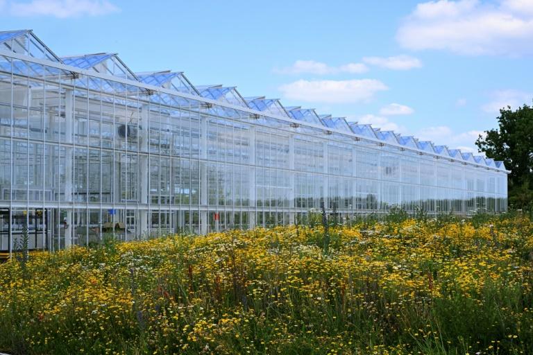 En Champagne, une serre "coffre-fort" pour protéger la racine des vignes du changement climatique