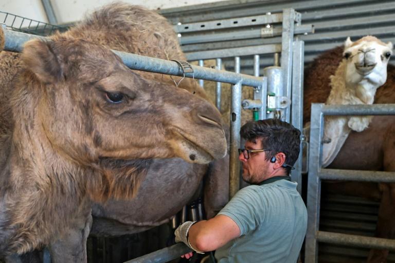 Au pays du maroilles, un éleveur parie sur le lait de chamelle