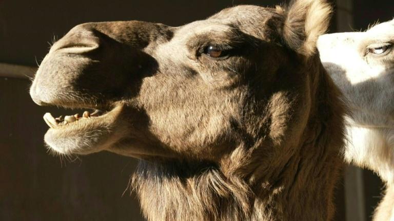 Au pays du maroilles, un éleveur parie sur le lait de chamelle