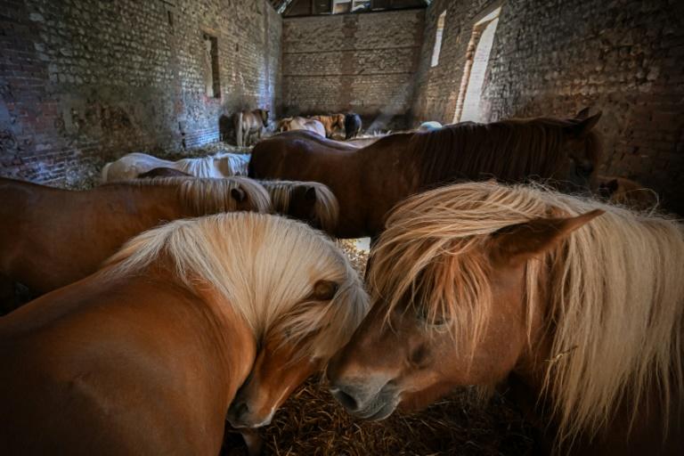 D'âne du pauvre à compagnon des enfants, comment le poney a "sauvé l'équitation"